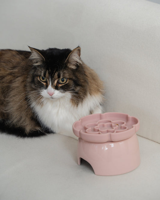 Dexypaws Raised Ceramic Cat Bowl with Slow Feeder