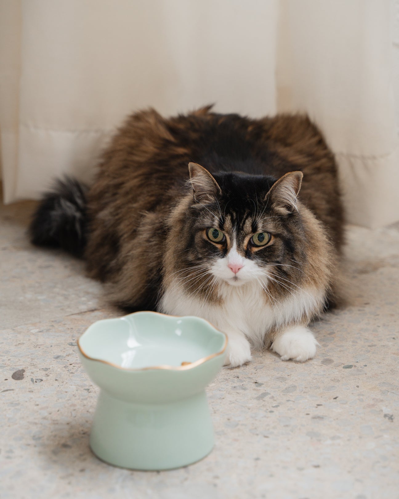 Dexypaws Raised Ceramic Cat Bowl Sage Green