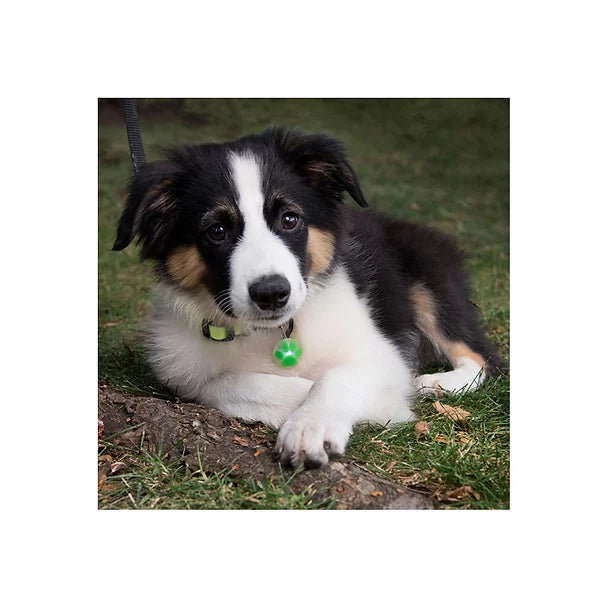 NITE IZE PetLit Collar Light Lime Paw