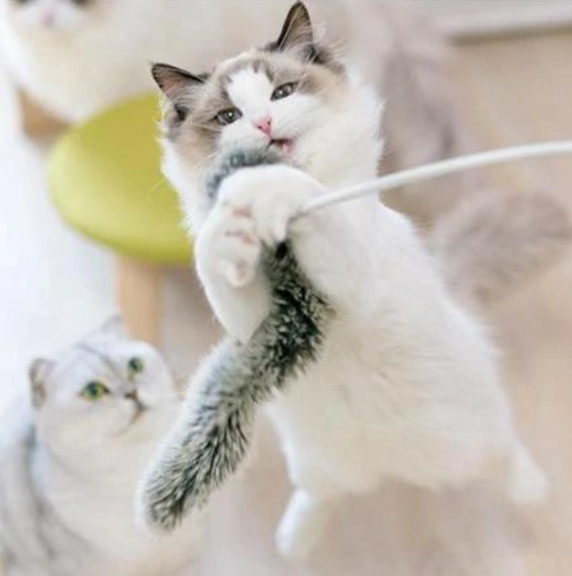 PIDAN Cat Teaser Accessory - A5 Big Tail