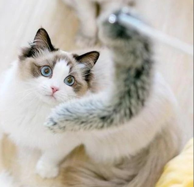 PIDAN Cat Teaser Accessory - A5 Big Tail