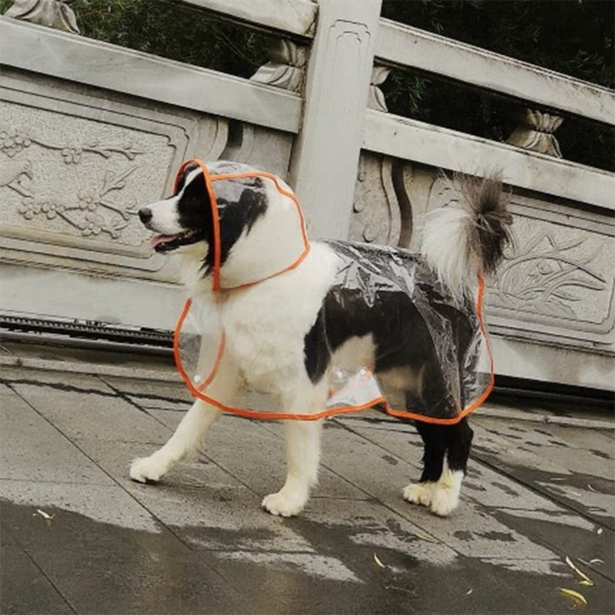 PT Dog Transparent Raincoat